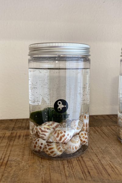 kokedama_5